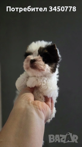 мини момиченце йоркшир биро, снимка 13 - Йоркширски териер - 53513378