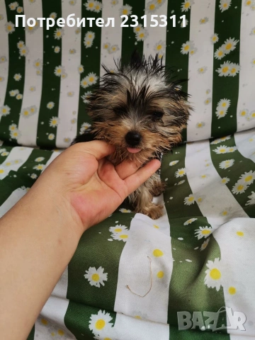 мъжко и женско йорки на 6 месеца, снимка 2 - Йоркширски териер - 53501042