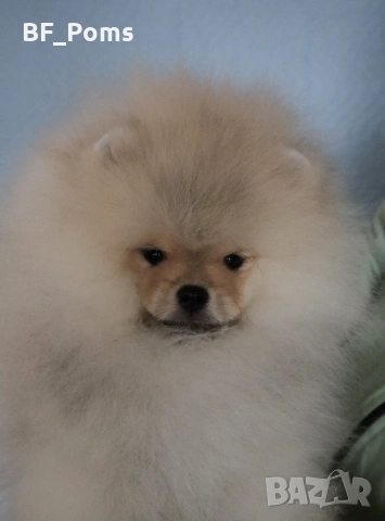 Страхотно момченце померан с родословие FCI, снимка 10 - Померан - 52918943