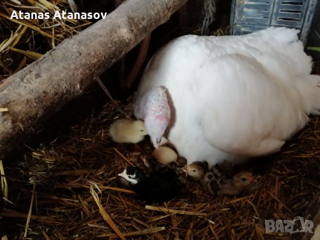 Продавам пуйки и пуешки яйца, снимка 7 - Кокошки и пуйки - 28099344