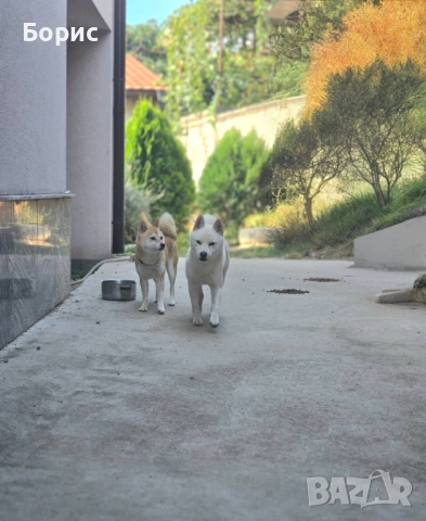 2 бр. Шиба Ину с родословие, снимка 10 - Шиба ину - 52678037