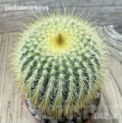 Notocactus leninghausii, снимка 2 - Стайни растения - 48027338