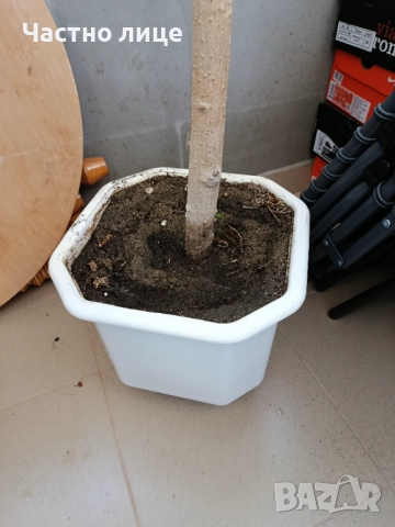 Големи отгледани Бенджамин и Китайска роза , снимка 6 - Градински цветя и растения - 52922768