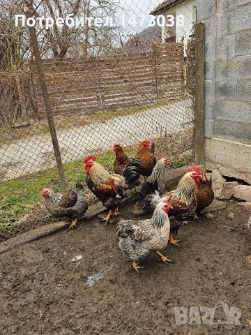 яйца от катунски кокошки , снимка 2 - други­ - 53477811