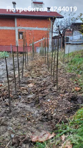 Фиданки Пауловния, снимка 5 - Стайни растения - 47609525