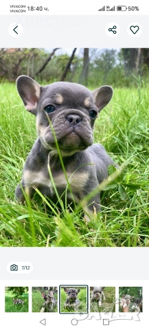 френски булдог бебета, снимка 4 - Френски булдог - 52585927