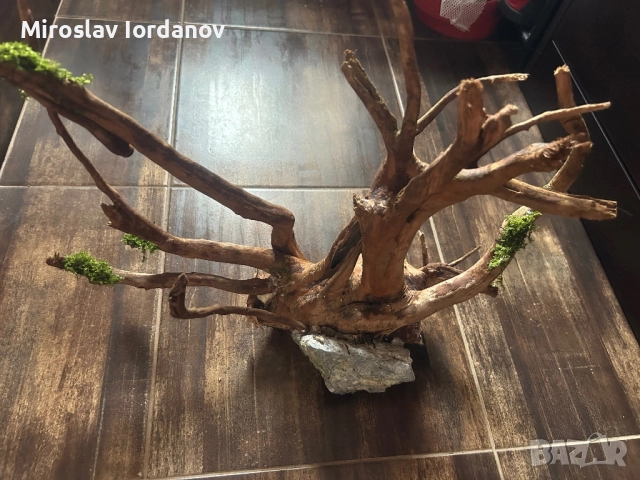 Корен Азалия , снимка 2 - Оборудване за аквариуми - 52624558