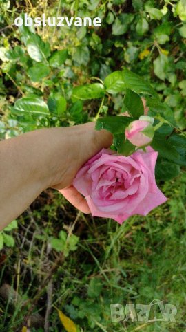 Резник красива роза 💥, снимка 1 - Градински цветя и растения - 37002777