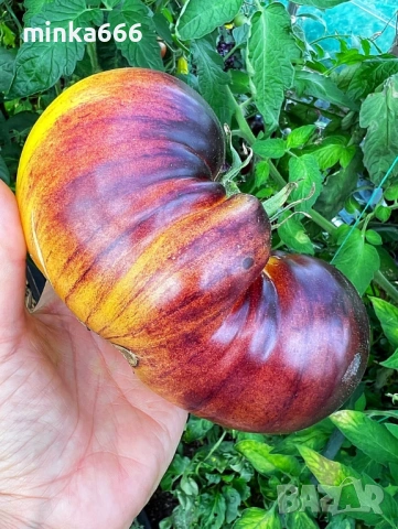 40бр.семена за шарени домати, снимка 3 - Сортови семена и луковици - 53231285