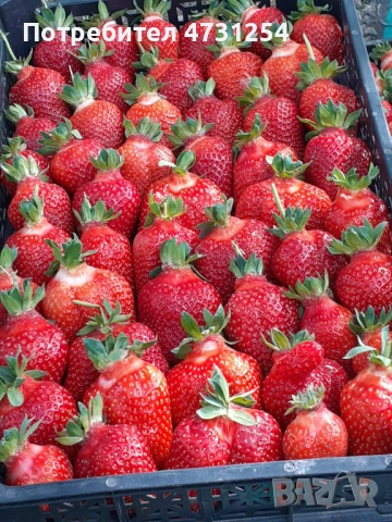 Расзад ягоди 