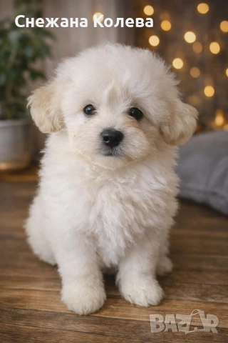 Кученца помапу., снимка 3 - Други - 53556786