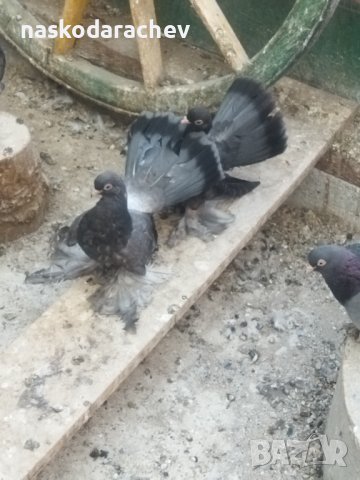 Магнитогорски руски гълъби , снимка 12 - Гълъби - 43151117