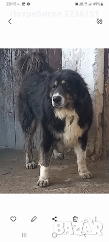 Българско овчарско куче , снимка 3 - Каракачанска овчарка - 52889713