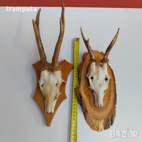 НАЙ ДОБРАТА ОФЕРТА Два броя рога от сръндак, снимка 4 - Антикварни и старинни предмети - 53181928