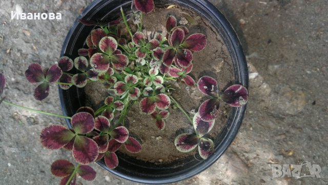 Цветна детелина, снимка 4 - Градински цветя и растения - 32778042
