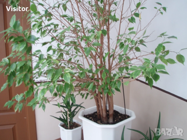 Olympus Stylus 740  7.1MPx, снимка 15 - Фотоапарати - 52616159