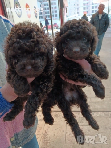 Много сладки Шоколадови Пудели