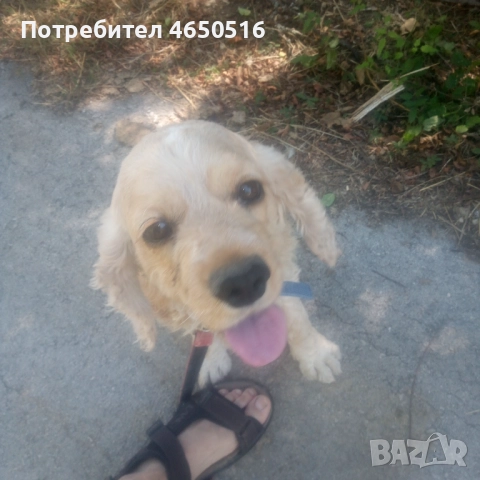 Кокер шпаньол породис , снимка 2 - Кокер шпаньол - 52407219
