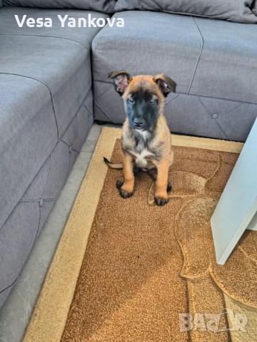 Куче Белгийска Офчарка Момче 