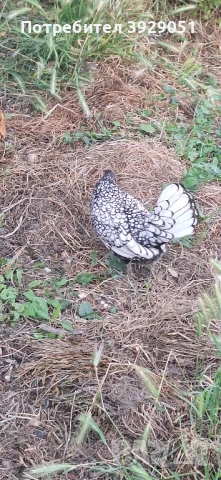 продавам ярки и петли зибрайт, снимка 13 - Кокошки и пуйки - 50129003