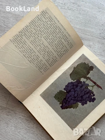 Определител на сортовете лози Атанас Дончев , снимка 8 - Художествена литература - 50952075