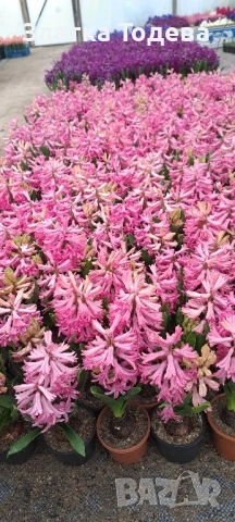 Зюмбюл, иглика, карамфил и др., снимка 3 - Градински цветя и растения - 53506898