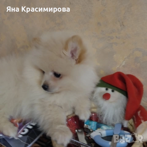 Мини шпиц померан 