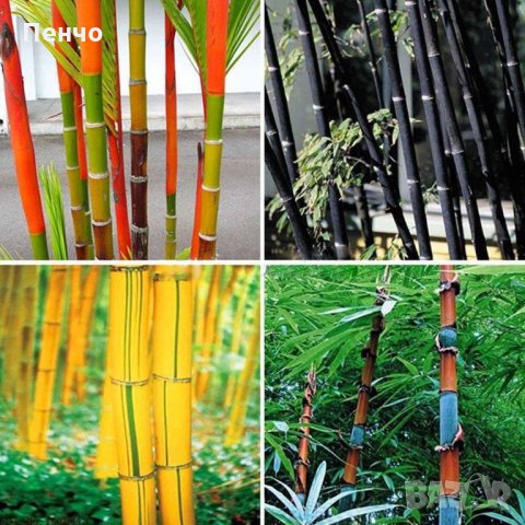 100 бр бамбукови семена от черен бамбук Black Bamboo растение декорация за двора и градината, снимка 16 - Стайни растения - 28091310