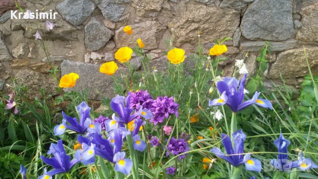 Фритилария (Ходжово лале),мини ирис, снимка 4 - Градински цветя и растения - 24671565