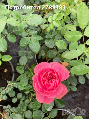 Катерливи рози 6 цвята , снимка 8 - Градински цветя и растения - 53443915