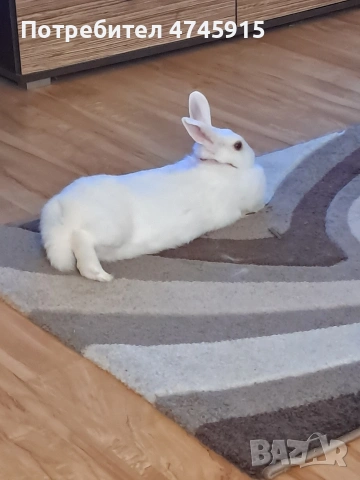Подарявам декоративно зайче , снимка 11 - Декоративни зайчета - 53586707