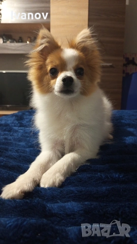 Мини Шпиц , снимка 2 - Шпиц - 53270355