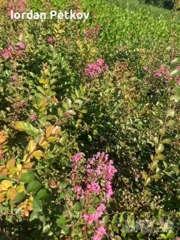 Индийски люляк