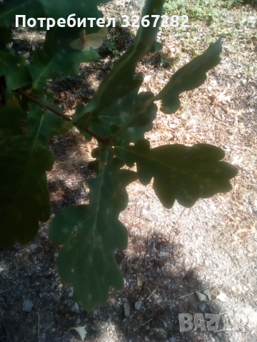Дъб,Летен,Querca Robur,Разсад, снимка 9 - Разсади - 50499285