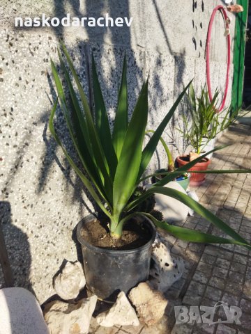 Палма Юка агаве стайна, снимка 6 - Стайни растения - 32852031