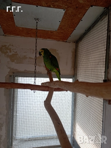 Женска синьочела амазона 