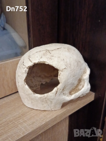 декоративен череп, снимка 3 - Статуетки - 52425768