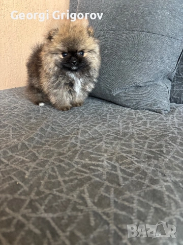 Момиче, снимка 4 - Померан - 53555955