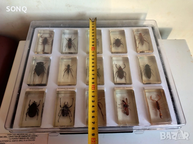 Страхотна Колекция Хербарий От Буболечки,Насекоми, снимка 15 - Колекции - 53137155