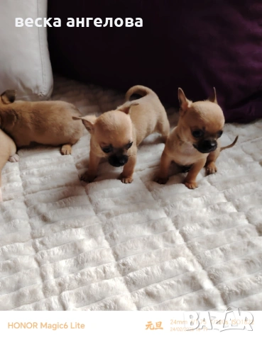 Чаровни мини чихуахуа , снимка 2 - Чихуахуа - 53608068