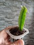 Разсад за питая(драконов плод), снимка 2