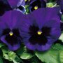 Viola Blue blotch(Виола едроцветна Синьо петно), снимка 3