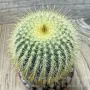 Notocactus leninghausii, снимка 2