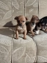 мини чиху пинчер , снимка 15