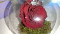 Вечна роза в стъкленица , снимка 1 - Романтични подаръци - 38007346
