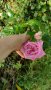 Резник красива роза 💥, снимка 1