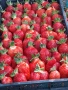 Расзад ягоди , снимка 1