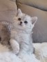 Британско коте-Таби, снимка 1 - Британска късокосместа - 43653529