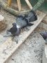 Магнитогорски руски гълъби , снимка 12