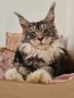 Чистокръвно котенце от породата Мейн Куун, снимка 1 - Мейн кун - 43267477